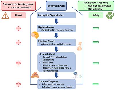 Progressive muscle relaxation in pandemic times: bolstering medical student resilience through IPRMP and Gagne's model